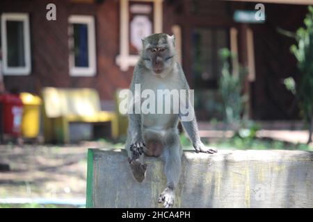 monkey chiacchierando con la sua famiglia carina e viziata nella savana del Parco Nazionale Balurano, Situbondo, Giava Orientale Foto Stock