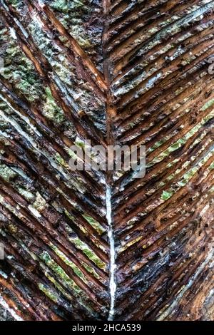 Rubber Tree, Hevea brasiliensis è una specie di rubberwood originaria delle foreste pluviali della regione amazzonica del Sudamerica Foto Stock