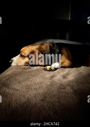 Colpo verticale di un cane carino beagle posa Foto Stock