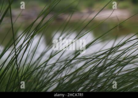 Primo piano di lame di erba verde su uno sfondo sfocato Foto Stock