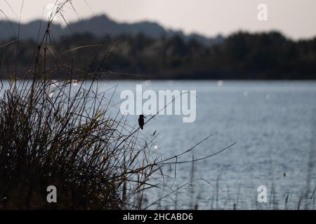 Silhouette di un piccolo uccello arroccato su un ramoscello di un lago in una giornata di sole Foto Stock