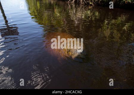 Il manatee dell'India occidentale Trichechus manatus nel sud-ovest della Florida mentre galleggia lentamente attraverso un fiume in inverno. Foto Stock