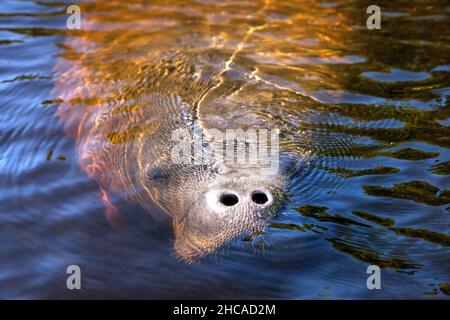 Il manatee dell'India occidentale Trichechus manatus nel sud-ovest della Florida mentre galleggia lentamente attraverso un fiume in inverno. Foto Stock