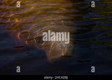 Il manatee dell'India occidentale Trichechus manatus nel sud-ovest della Florida mentre galleggia lentamente attraverso un fiume in inverno. Foto Stock