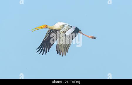 Una cicogna dipinta in volo nel cielo Foto Stock