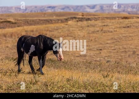 Cavalli selvatici (Equus feral) nel Parco Nazionale Theodore Roosevelt, Dakota del Nord Foto Stock