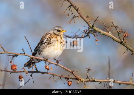 Fieldfare (Turdus pilaris) mangia bacche rosse in una fredda giornata invernale Foto Stock