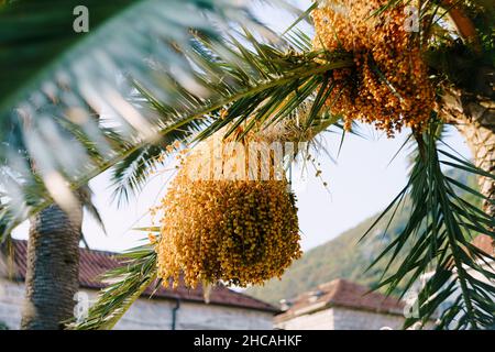 Mazzi di datteri appendono su rami di palma verde Foto Stock