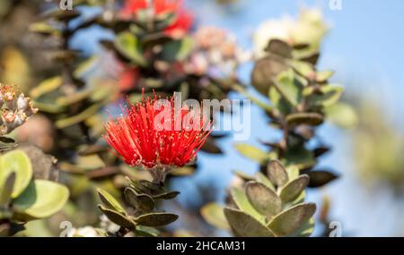 Bel fiore hawaiano rosso Ohia Lehua in fiore sul Kaulana Manu Nature Trail, Big Island, Hawaii Foto Stock