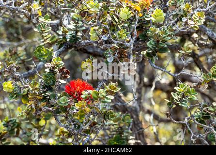 Bel fiore hawaiano rosso Ohia Lehua in fiore sul Kaulana Manu Nature Trail, Big Island, Hawaii Foto Stock