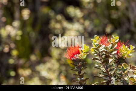 Bel fiore hawaiano rosso Ohia Lehua in fiore sul Kaulana Manu Nature Trail, Big Island, Hawaii Foto Stock
