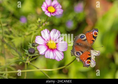 Scatto messo a fuoco di una farfalla colorata che poggia su un fiore Foto Stock