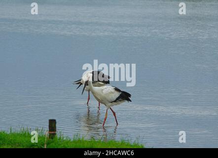 An Oriental Stork (Ciconia boyciana) con anello gamba numero A20. Un altro pesce cattura. Una varietà di uccelli nel Qingshui Wetlands., Jinshan Distric Foto Stock