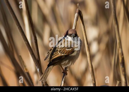 Un maschio Eurasiano albero Sparrow (Montanus Passer) su canne a Ueno Park, Tokyo, Giappone. Foto Stock