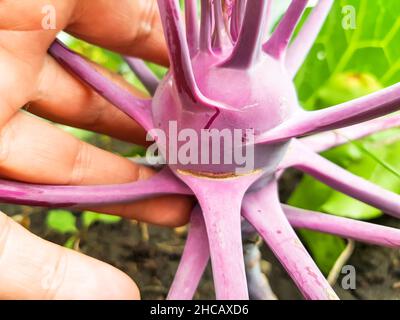 primo piano di una mano di una donna che tiene un kohlrabi viola che cresce nel terreno in un orto, all'aperto in estate. Foto Stock