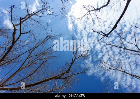 Foto astratta della silhouette di albero morto che raggiunge le nuvole blu chiaro cielo bianco come sfondo natura e ambiente concetto Foto Stock