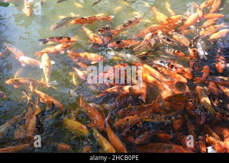 Koi Fish Koi o più specificamente nishikigoi, sono varietà colorate di amur carp che sono tenuti per scopi decorativi in stagni di koi all'aperto Foto Stock