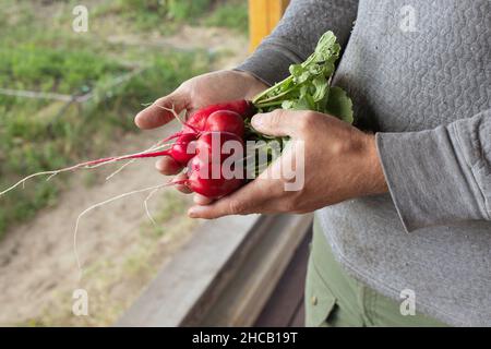 Primo piano l'uomo che tiene fresco biologico rafano dal rubinetto vicino verde campo agricolo. Concetto di vendemmia autunnale Foto Stock