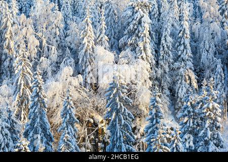 Inverno nella foresta con neve su spruces Foto Stock