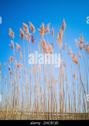 Colpo verticale di erbe secche di canne contro il cielo blu Foto Stock