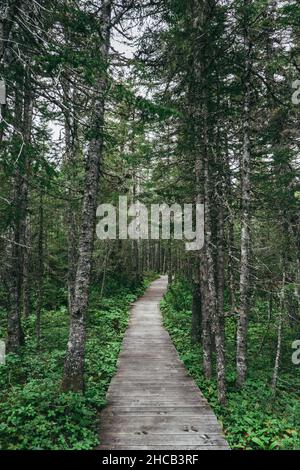 Passeggiata nella foresta di Quarry Island nel parco nazionale dell'arcipelago di Mingan nella regione di Cote Nord del Quebec, Canada Foto Stock