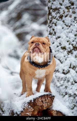 Cane bullo americano che gioca nella neve, fuoco selettivo. Foto Stock