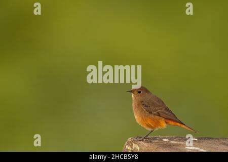 Rosso nero o Fenicurus ocruros piccolo ritratto di uccello con sfondo verde naturale al parco nazionale keoladeo o bharatpur santuario di uccelli rajasth Foto Stock