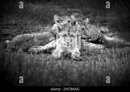 Foto in scala di grigi di una famiglia di leoni senza uomo che giace sull'erba in Tanzania Foto Stock