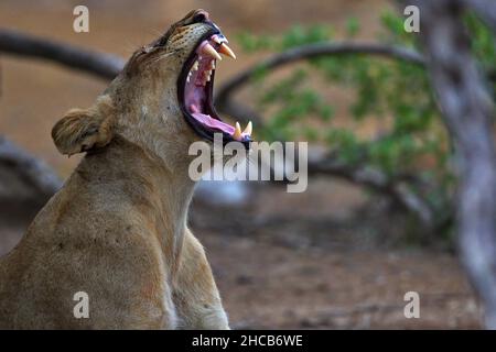 Primo piano di un leone femminile ruggente in Tanzania Foto Stock