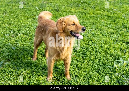 Scottish Golden Retriever cane in piedi su erba verde in natura Foto Stock