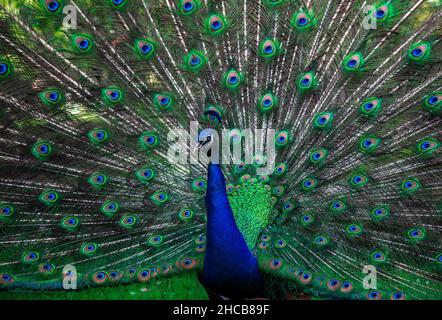 Il pavone maschile indiano mostra che è bellissimo piumaggio colorato Foto Stock