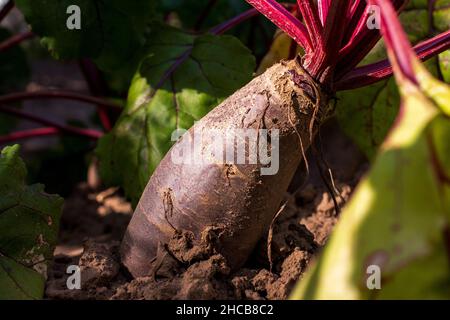 Barbabietole. Barbabietola cresce nel terreno Foto Stock