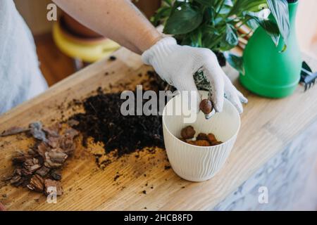 Spring Houseplant Care, repotting houseplants. Piantando piante di casa in Pots, strato di drenaggio per le piante di casa. Ciottoli piccoli, idrogranuli, argilla Foto Stock