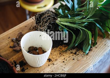 Spring Houseplant Care, repotting houseplants. Piantando piante di casa in Pots, strato di drenaggio per le piante di casa. Ciottoli piccoli, idrogranuli, argilla Foto Stock