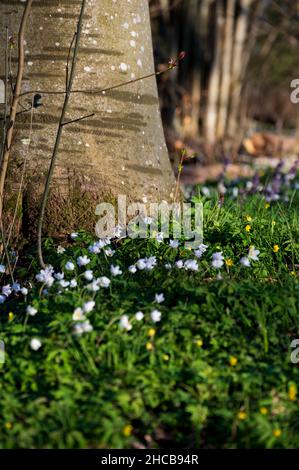 Anemoni di legno bianco che crescono nella luce del sole primaverile accanto ad un albero Foto Stock