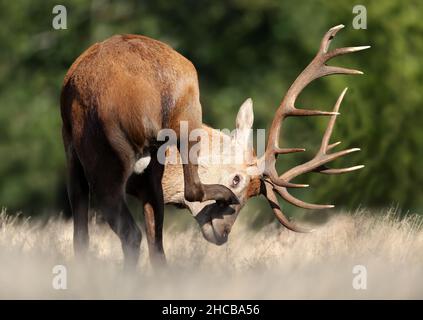 Ritratto di un cervo rosso in autunno, Regno Unito. Foto Stock
