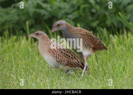 La corncrake femminile essendo stata boscosa da un maschio nel tentativo di accoppiarsi, non è stata impressionata e non è riuscito. Femmina - collo marrone. Maschio - collo grigio Foto Stock