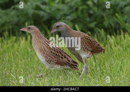 La corncrake femminile essendo stata boscosa da un maschio nel tentativo di accoppiarsi, non è stata impressionata e non è riuscito. Femmina - collo marrone. Maschio - collo grigio Foto Stock