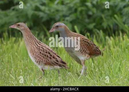 La corncrake femminile essendo stata boscosa da un maschio nel tentativo di accoppiarsi, non è stata impressionata e non è riuscito. Femmina - collo marrone. Maschio - collo grigio Foto Stock