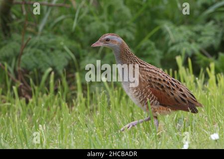 La corncrake femminile essendo stata boscosa da un maschio nel tentativo di accoppiarsi, non è stata impressionata e non è riuscito. Femmina - collo marrone. Maschio - collo grigio Foto Stock