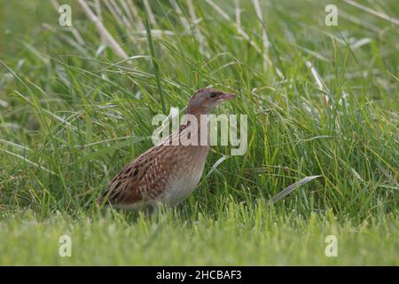 La corncrake femminile essendo stata boscosa da un maschio nel tentativo di accoppiarsi, non è stata impressionata e non è riuscito. Femmina - collo marrone. Maschio - collo grigio Foto Stock