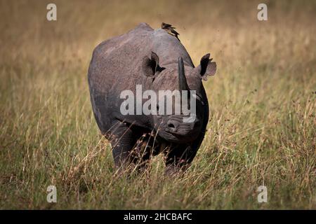 Rinoceronte nero (Diceros bicornis) in un campo erboso a Masai Mara, Kenya Foto Stock