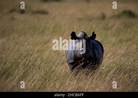 Rinoceronte nero in un campo erboso a Masai Mara, Kenya Foto Stock