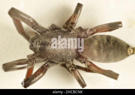 Super-macro vista dorsale di Spider a coda bianca (Lampona) all'interno della casa, Australia Meridionale Foto Stock