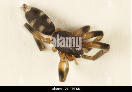 Super-macro vista dorsale di Spider a coda bianca (Lampona) all'interno della casa, Australia Meridionale Foto Stock