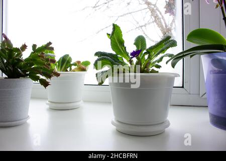 Fiori in pentole sul davanzale in inverno Foto Stock