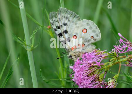 Montagna Apollo (Parnassius apollo) che si arroccia su fiori selvatici in fiore Foto Stock