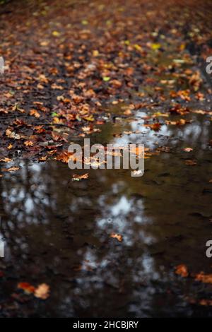 Pozzanghere con foglie d'autunno nella foresta Foto Stock