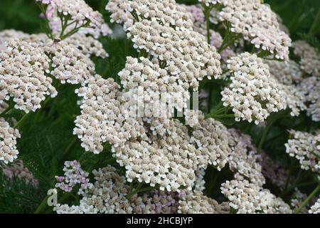 Yarrow (Achillea millefolium). Chiamato Yarrow comune, pianta di Nosebleed, pepe dell'uomo anziano, ortica del diavolo, Sanguinary e Milfoil anche. Foto Stock