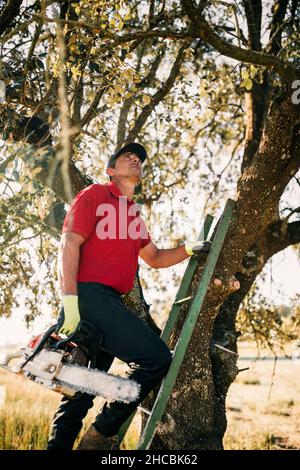 Lumberjack segare rami con motosega in foresta Foto Stock